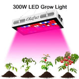 Olafus 300W Grow Light VEG & Bloom Plant Lamp 3 Modes Full Spectrum 80 LEDs Stimulates Germination & Flowering [Energy Efficiency Class A+] - Imported from UK