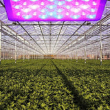 Indoor greenhouse with rows of green plants under a bright LED grow light